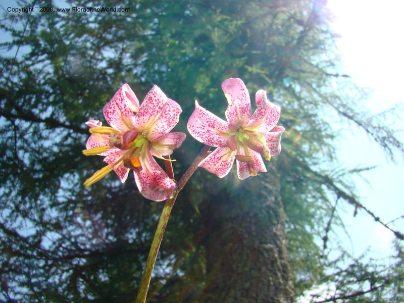 Lilium martagon, CDavidson11254--Slovenia. Gorenska Reg. Velika Planina. 6 Jul 08. 146.jpg