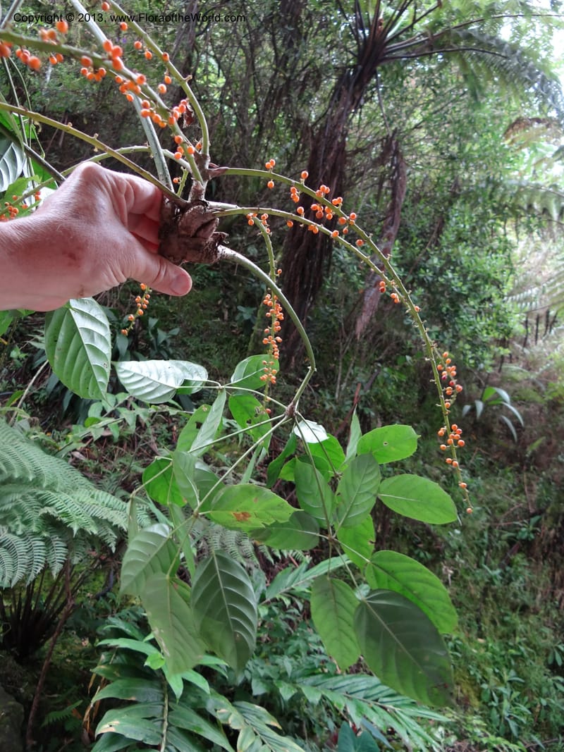 Schefflera bipalmatifolia, SAN.153217--Malaysia, Sabah. Mt. Kinabalu. 5 Apr 2012. DSC06767 (239).JPG