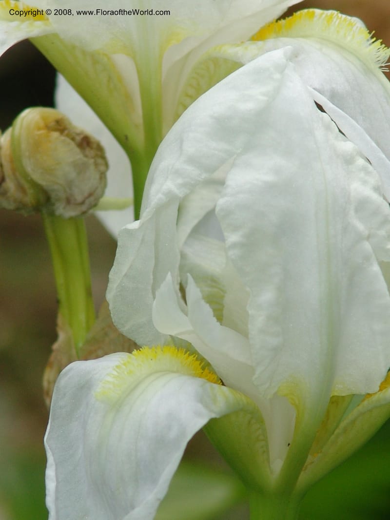 Iris florentina--France. Paris. Jardin des Plantes. 28 Apr 05. 153.jpg