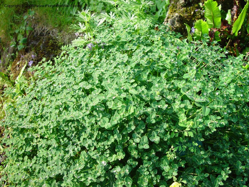 Euphorbia hibernica--France. Paris. Jardin des Plantes. 30 May 03. 067.jpg