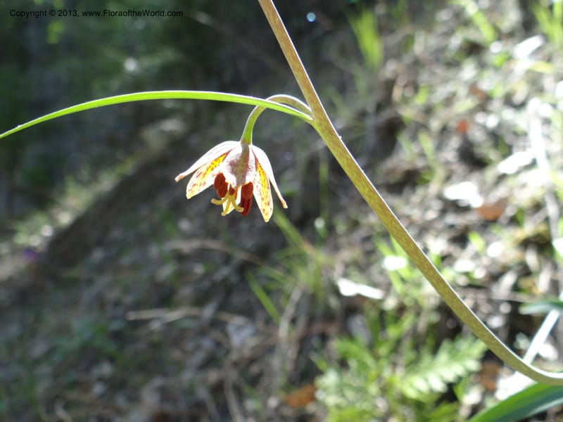 Fritillaria atropurpurea, Davidson, C 12131--Calif. Nevada Co. 19 Apr 2013. DSC03185 (6).JPG