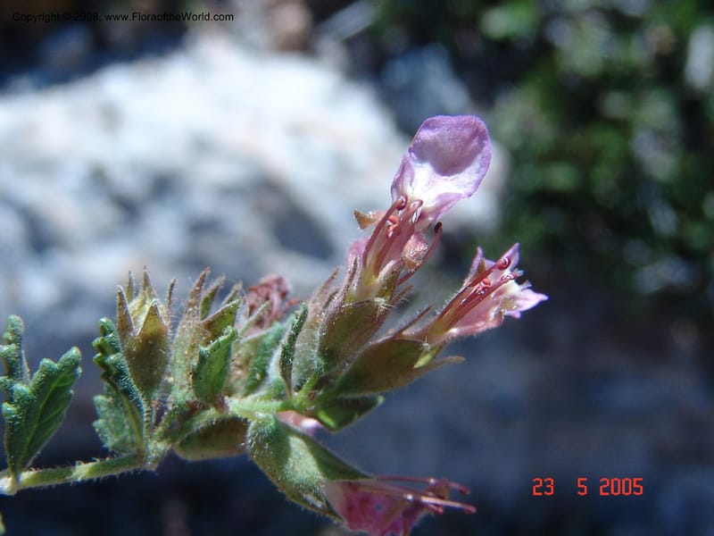 Teucrium divaricatum--Crete. Ep. Kydonia. Akrotiri. Trail Gouvernetos . 23 May 05. 004.jpg