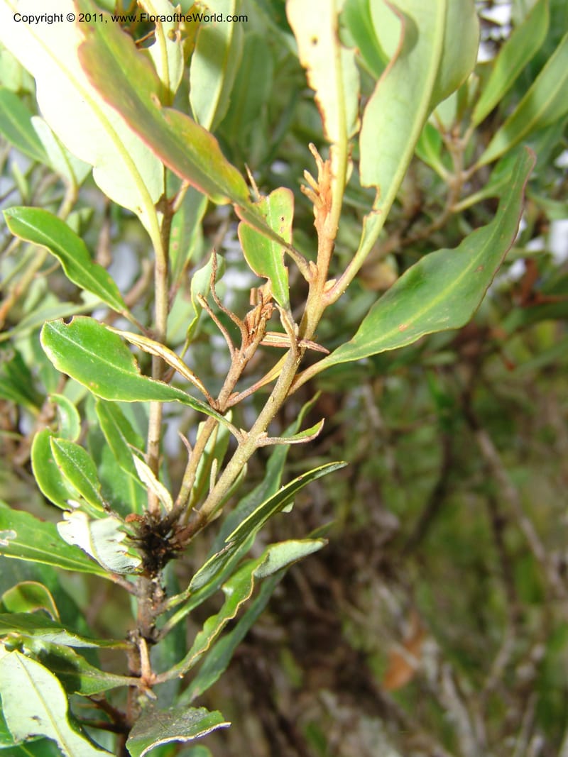 Bejaria, RVasquez31517--Peru. Pajonal de la Suiza, ca. Oxapampa. 13 Oct 06. 493.jpg