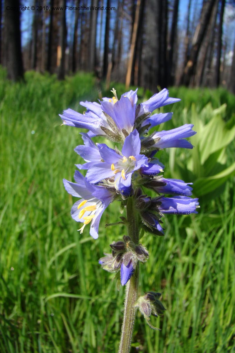 Polemonium occidentale, C. Davidson 11458--ID. Valley Co. Warm Lake. 16 June 2009. 019.jpg