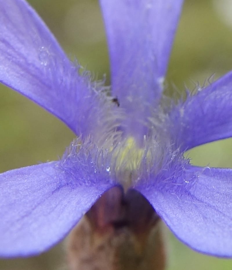 Cyananthus incanus, D. Boufford 44022--China. Sichuan. Daocheng Xian. 14 Aug 2017. DSC05676 (216).JPG