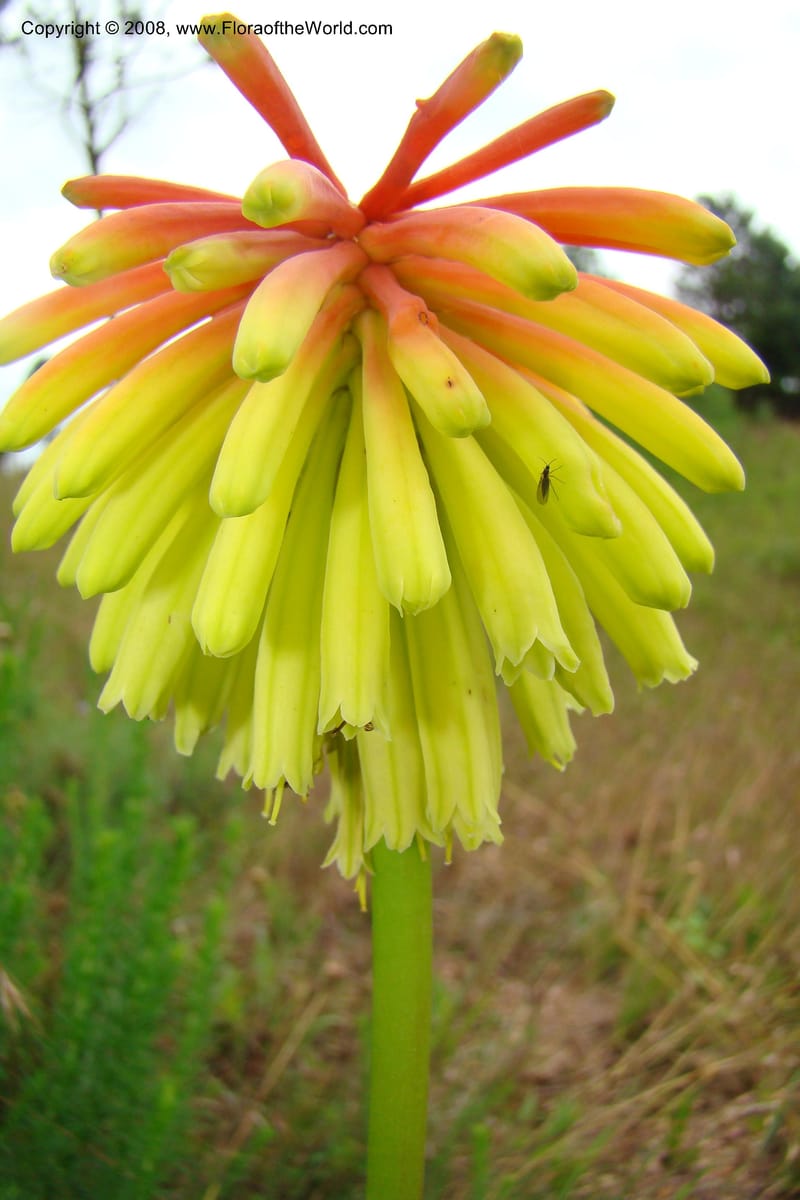 Kniphofia bequaertii, WKindeketa3032--Tanz. Makete Distr. Kitulo Nat. Pk. 25 Jan 08. 072.jpg