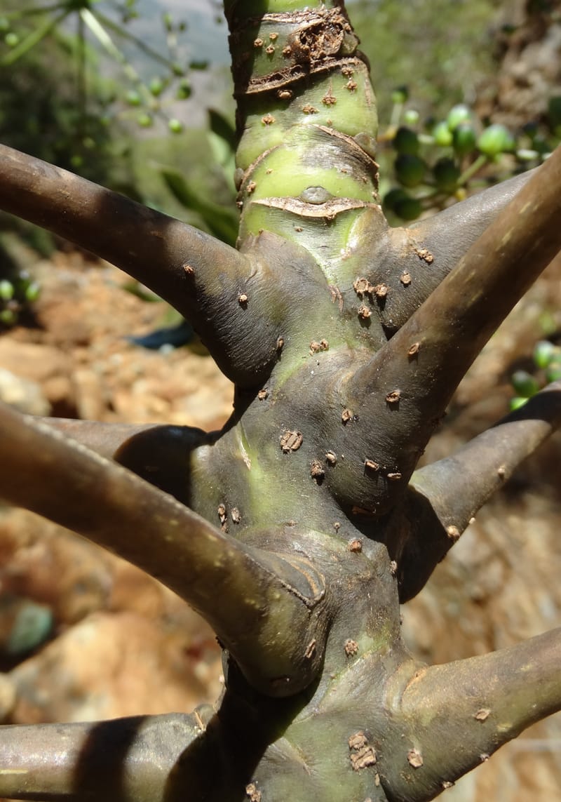 Plerandra polydactylis, Lowry, P 7420--New Caledonia. PinPin. 20 Nov 2015. DSC03938 (148).JPG