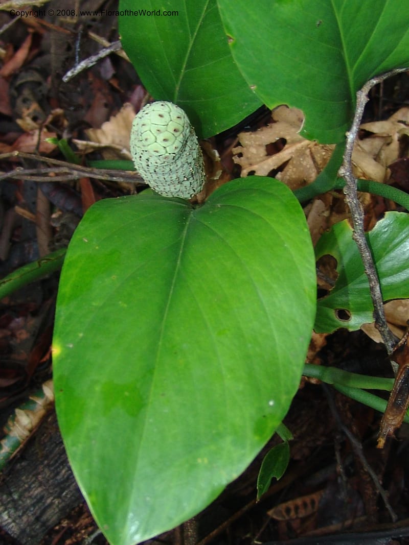 Monstera, Farfan666--Peru. Edo. Madre de Dios. ACEER Res. Ctr. Mango Trail.18 Oct 05. 024.jpg