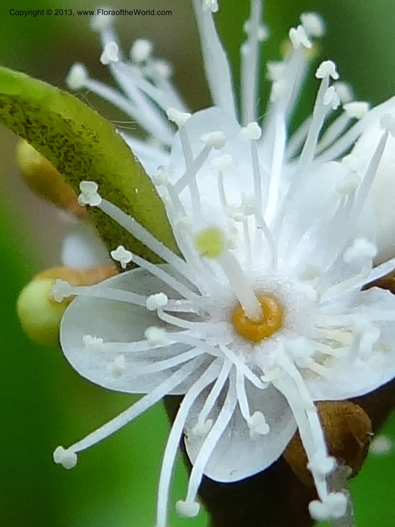 Symplocos, S.98876--Malaysia, Sarawak. Kubah Nat. Park. 28 Mar 2012. DSC05973 (146).JPG