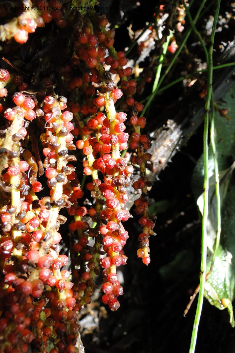 Gunnera brephogea, Ulloa 2180--Ecuador. Pichincha. Reserva Yanacocha. 11 Jun 2011. 311 (40).jpg