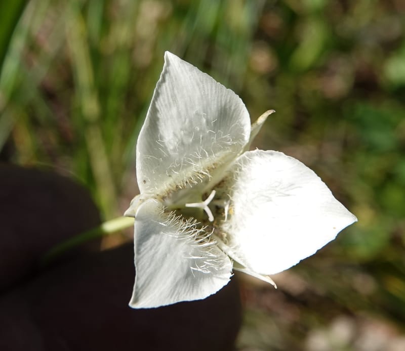 Calochortus apiculatus, C. Davidson 13820--ID. Benewah Co. Reed's Gulch Rd. FR 550. 8 Jul 2018. DSC05956 (281).JPG