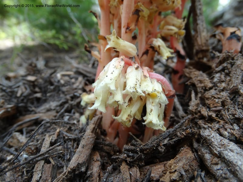Monotropa hypopitys, Davidson, C 12626--ID. Idaho Co. S of Steamboat Summit. 5 Aug 2014. DSC00156 (155).JPG
