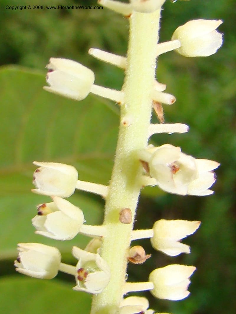 Clethra mexicana, RAguilar11192--Costa Rica. Puntar. Osa. Los Mogos. 17 Apr 08. 442.jpg