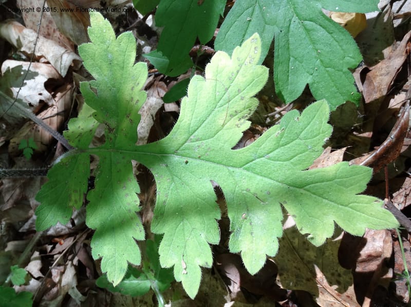 Hydrophyllum macrophyllum, Davidson, C 13025--North Carolina. Haywood Co. Pigeon R. 16 May 2015. DSC05923 (82).JPG