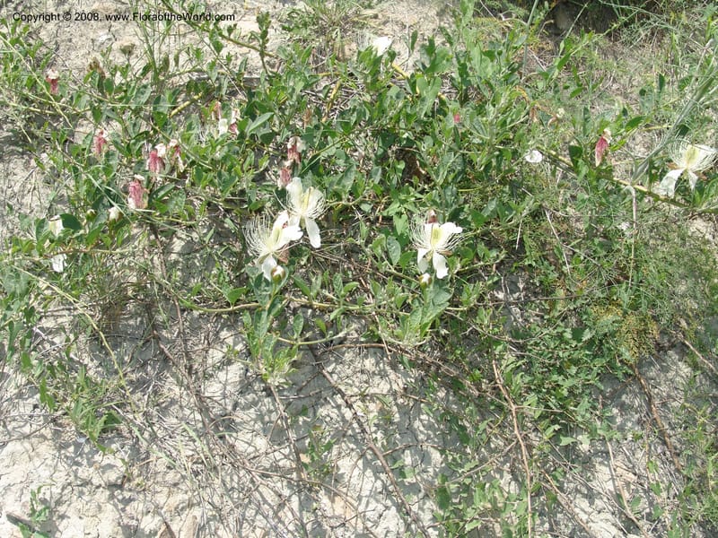 Capparis herbacea--Georgia. Shio Mgvime Monastery road. 12 Jun 05. 264.jpg