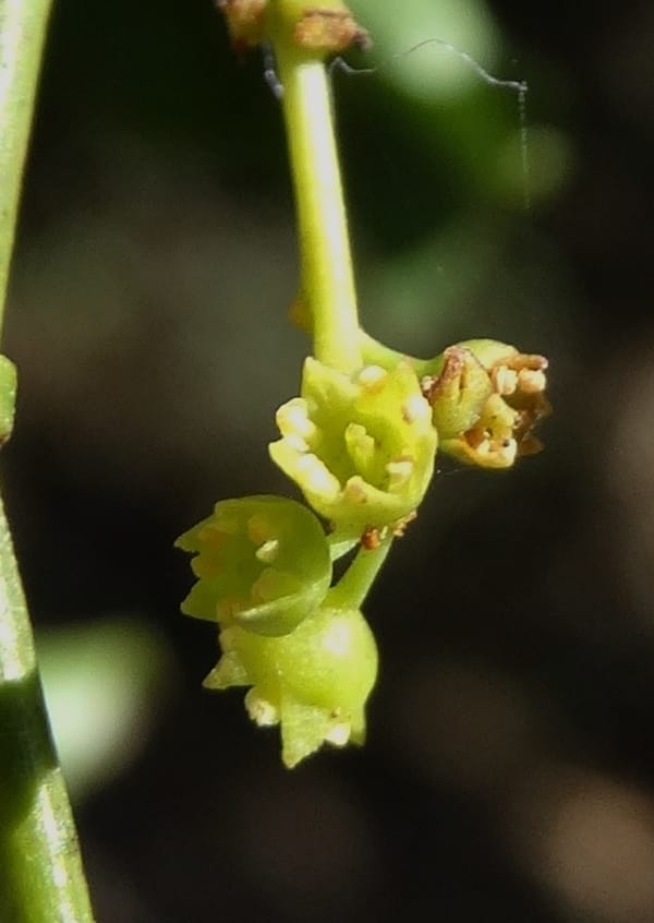 Ventilago, Bruy, D 114--New Caledonia. Tina. 10 Nov 2015. DSC00610 (128).JPG
