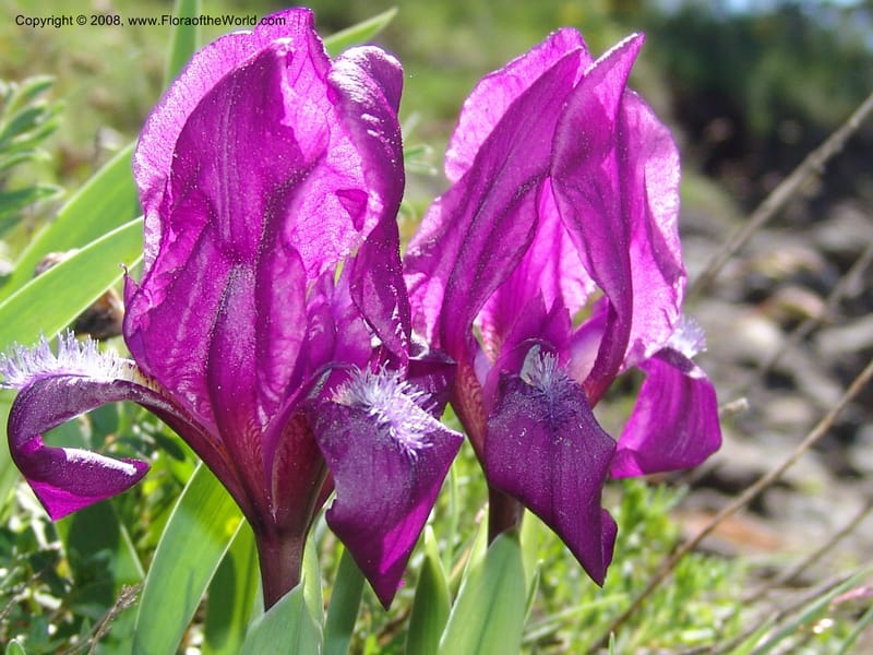 Iris hungarica--Georgia. 0.5 km N of Bakuriani. 8  Jun 05. 009.jpg