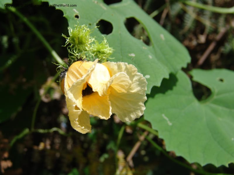 Momordica foetida, R. Gereau 6794--Tanz. Ulanga Distr. Mbangayao Sch. 12 Feb 06. 039 (5).jpg