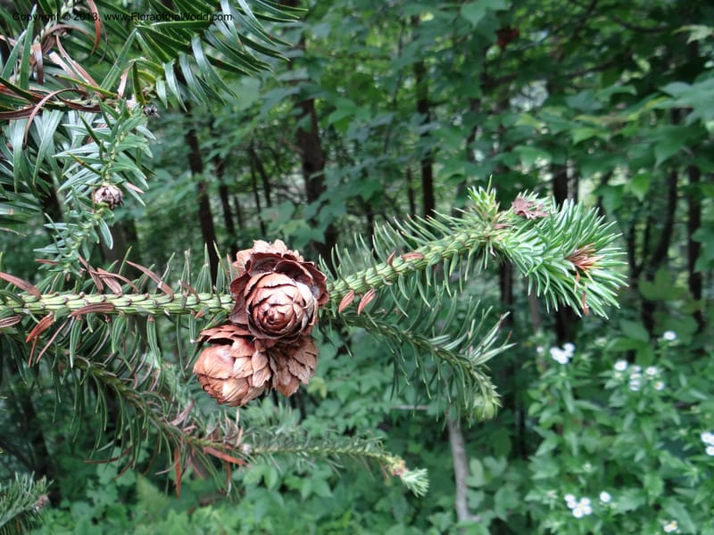 Cunninghamia lanceolata, Davidson, C 11976--China. Zhejiang Prov. Tian Mu Shan. 1 Jun 2012. DSC01264 (153).JPG