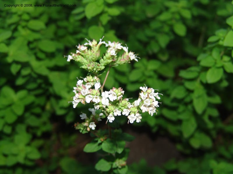 Origanum orites--AZ. Arboretum at Flagstaff. 3 Sep 04. 138.jpg
