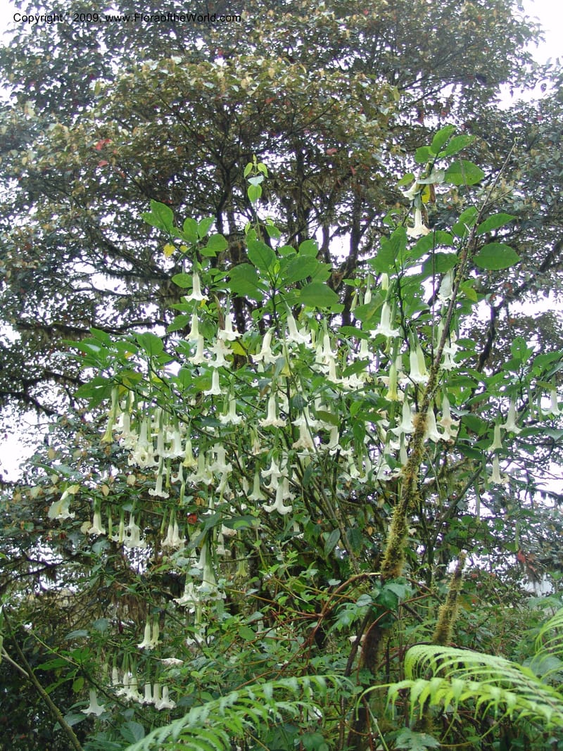 Brugmannsia, Croat94362--Ecuador. Prov. Pichincha. Reserva Bellavista. 9 Feb 05.  139.jpg