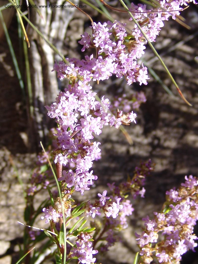 Selago galpinii--So.Africa. E. Cape. Joubert's Pass, SE of Lady Gray. 9 Mch 05. 020.jpg