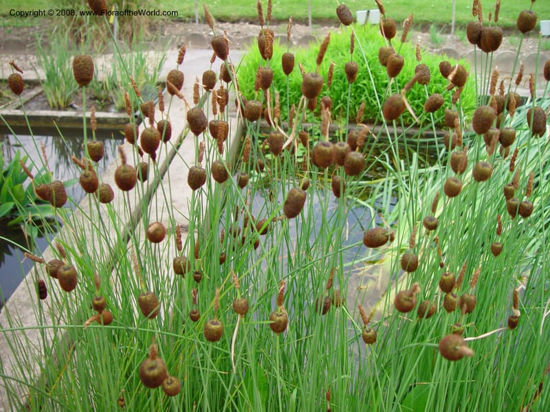 Typha minima--France. Paris. Jardin des Plantes. 30 May 03. 072.jpg