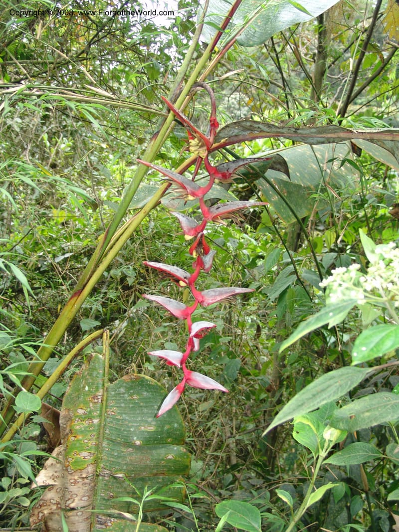 Heliconia griggsiana, Croat94560--Ecuador. Prov. Pichincha. Tandayapa-Nono. 13 Feb 05. 145.jpg