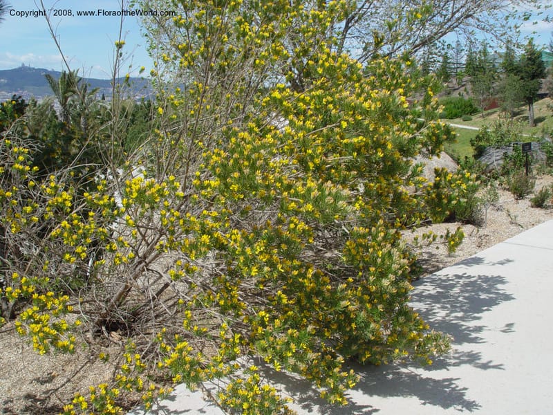 Genista linifolia, 2000.00026--Spain. Barcelona Botanic Garden. 19 Apr 04. 022.jpg