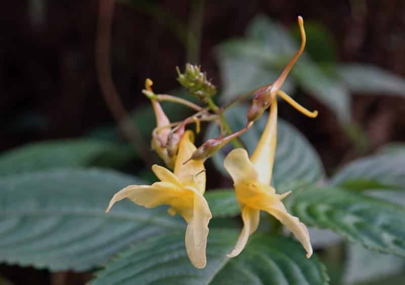 Impatiens ruiliensis, D. Boufford 44100--China. Yunnan. Lao jun Shan. 30 Apr 2018. DSC00424 (608).JPG