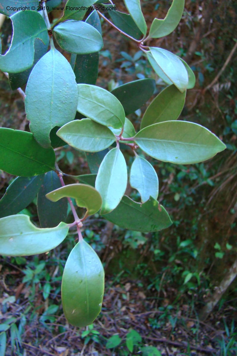 Illicium, Regalado 1743--Viet Nam. Thua Thien Hue Prov. Phu Loc Distr. Bach Ma. 13Apr 09. 252.jpg