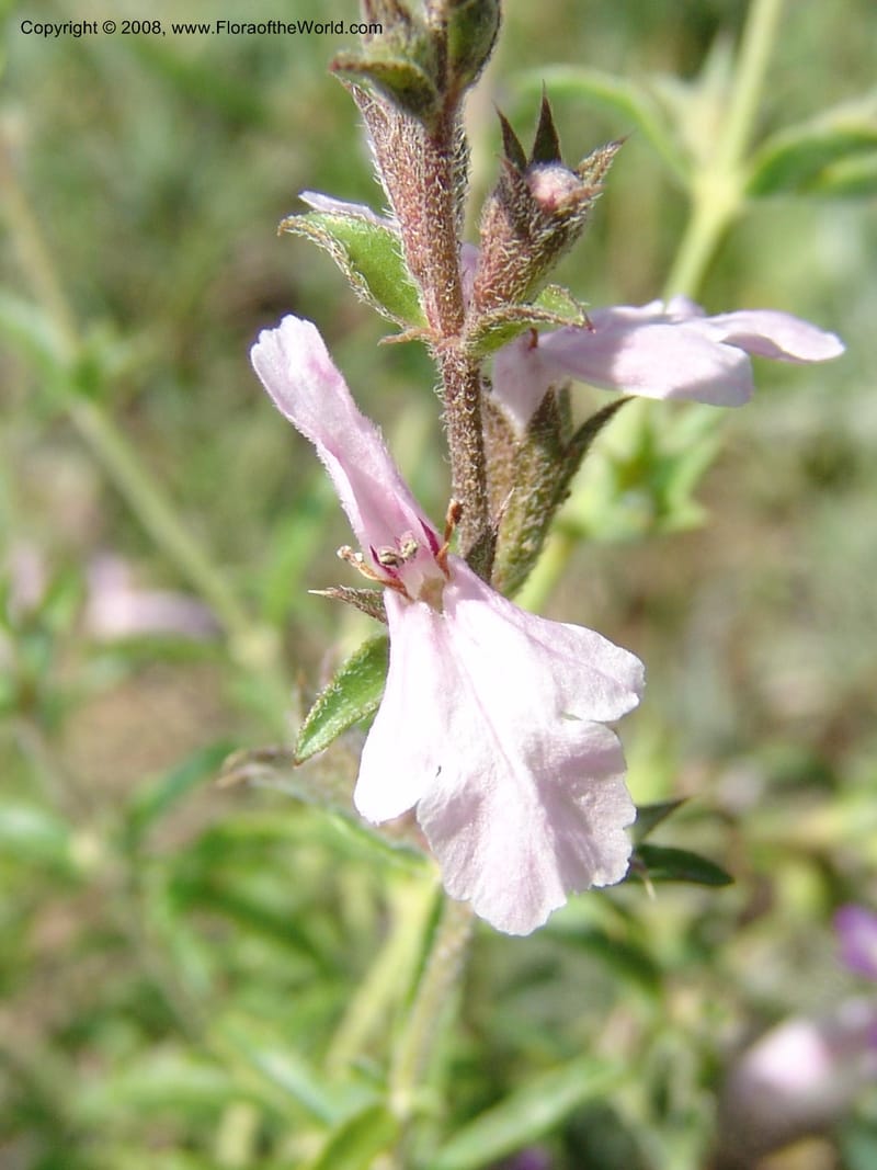 Stachys fruticulosa--Georgia. Gareji Monastery complex, Gareji Steppe. 9  Jun 05. 077.jpg