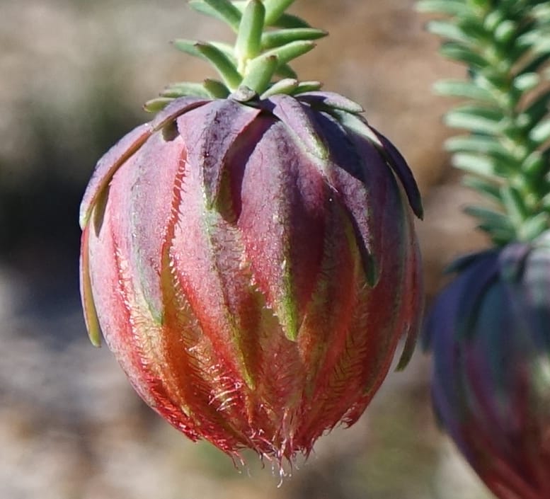 Darwinia polychroma, Davidson, C 13416--Australia. W.A. Past Coorow Rd. 23 Oct 2016. DSC04729 (41).JPG
