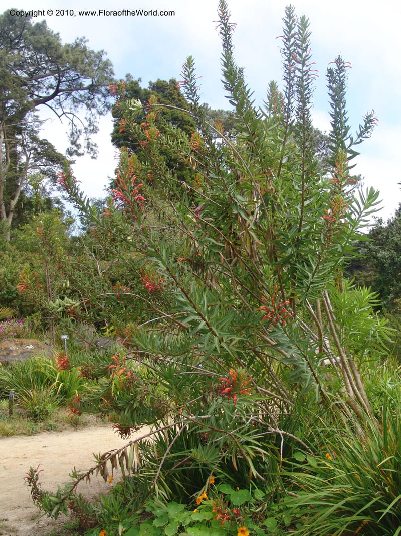 Lobelia excelsa, s.n.--CA. San Francisco Arboretum. 9 Aug 07. 568.jpg