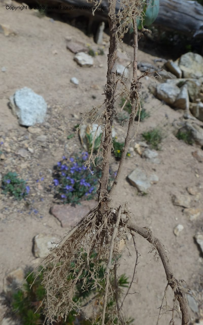 Penstemon montanus var. idahoensis. Davidson, C #12080--ID, Valley Co., Elk Summit, 7 Aug 2012  DSC00622 (20).JPG