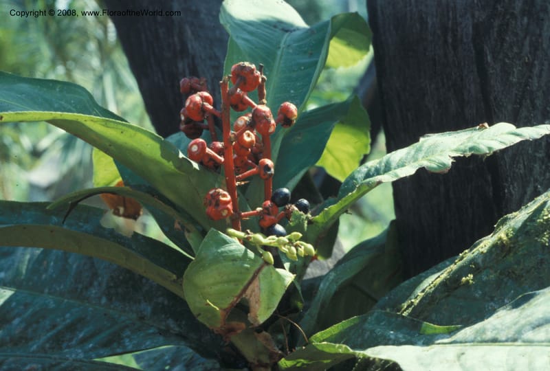 Ouratea costaricense, CDavidson8968--Costa Rica. Limon. Hda. Tapezco-La Suerte. 30 Aug 79. 002.jpg