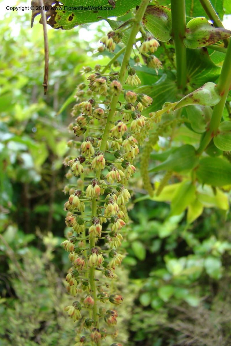 Coriaria arborea, C. Gemmill 731--New Zealand. N. Island. Mt. Te Aroha. 13 Jan 2010. 332 (5).jpg
