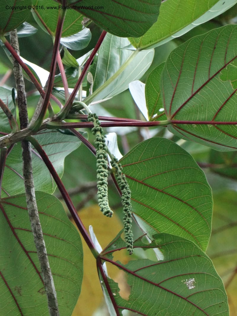 Octomeles sumatrana, Davidson, C 12682--Sabah. Danum Valley. 4 Oct 2014. DSC01741 (345).JPG