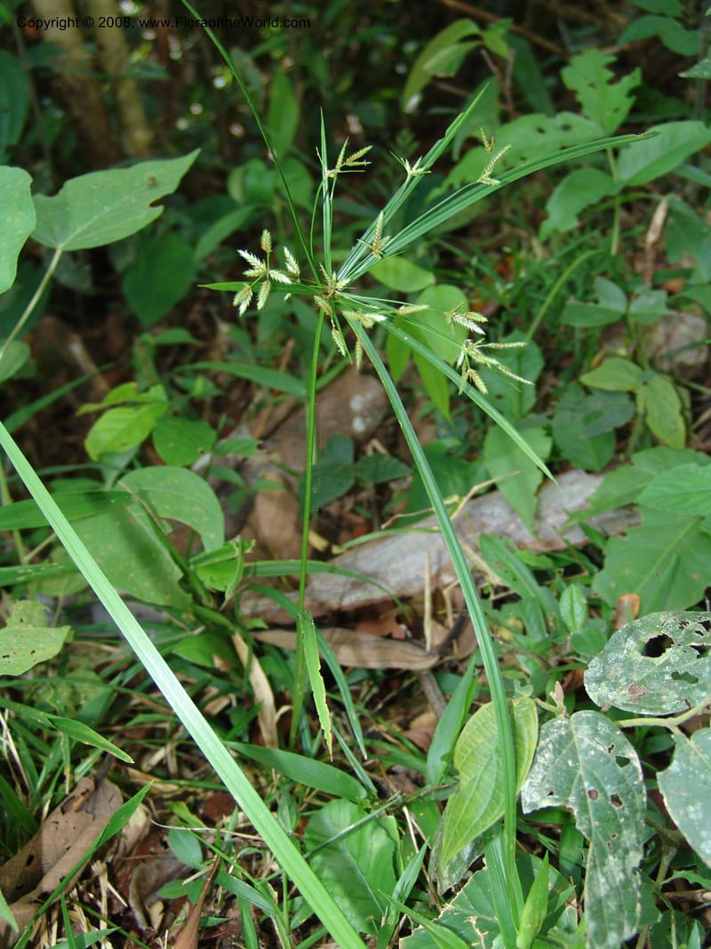Cyperus, AAraujoM1203--Bolivia. Pq. Nac. Madidi. Rio Tuichi, San Jose de Uchup. 29 Nov 04. 257.jpg