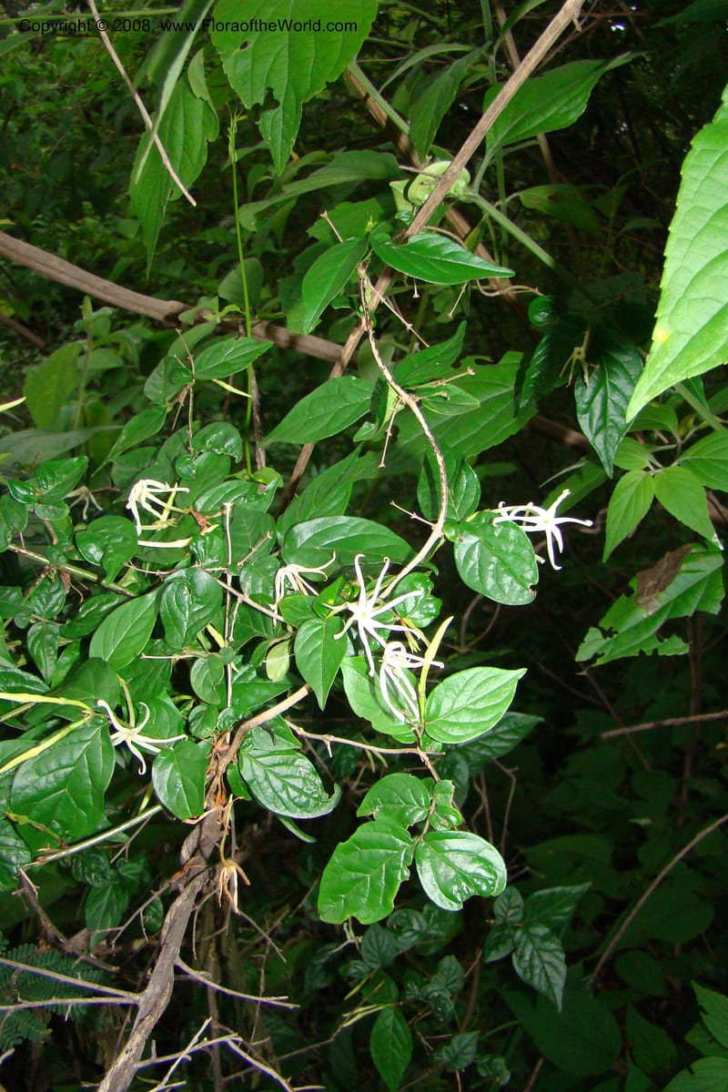 Jasminum streptopus, RGereau7007--Tanz. Mbeya Rural Distr. Pungaluma Hills. 23 Jan 08. 258.jpg