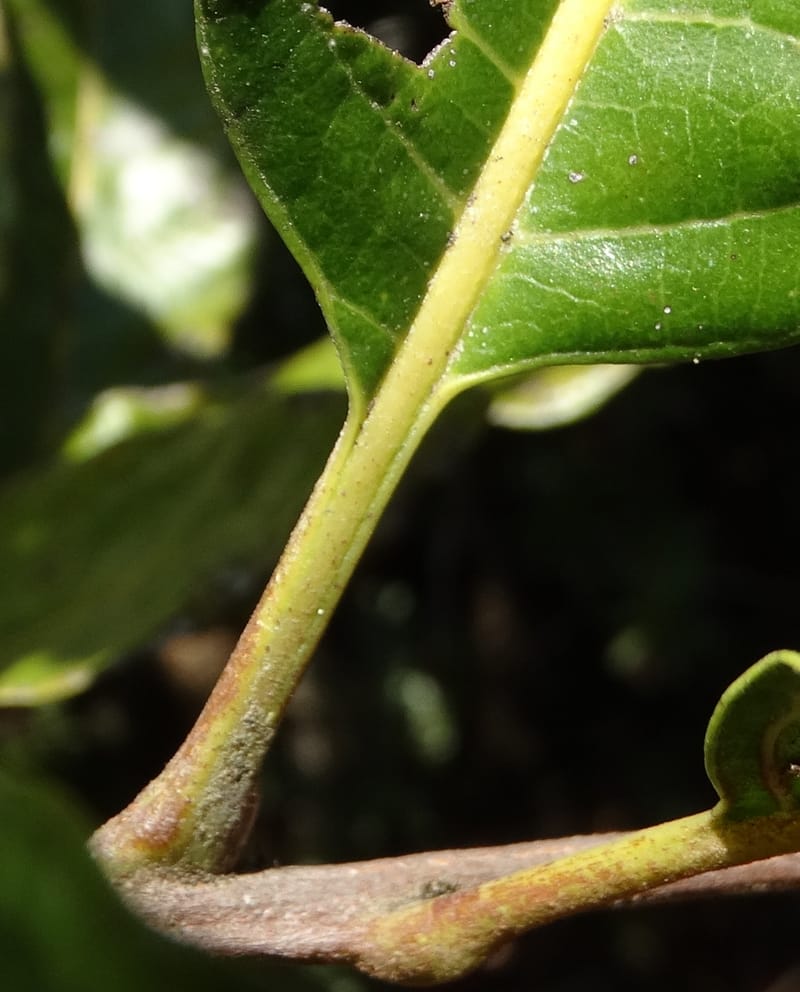 Cupaniopsis, Munzinger, J 7412--New Caledonia. Mont Dzumac. 12 Nov 2015. DSC01563 (407).JPG