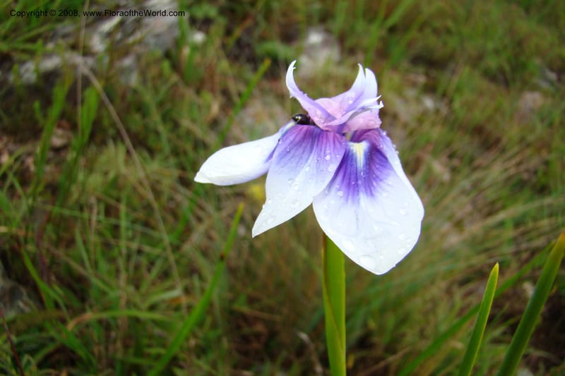 Moraea, WKindeketa3005--Tanz. Makete Distr. Kitulo Nat. Pk. 25 Jan 08. 287.jpg