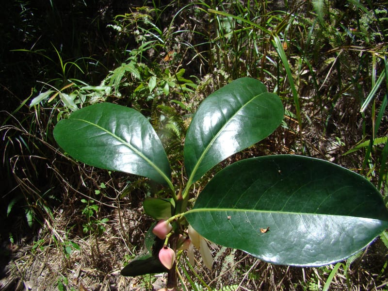 Crossostylis grandiflora,  Munzinger, J 4754--New Caledonia, Prov N, Les Trois Creeks,  13 Nov 2007, 024 (8).jpg