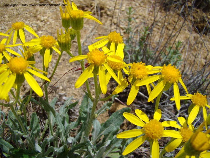 OR. Malheur Co. Leslie Gulch. 1 Jun 08. 254.jpg