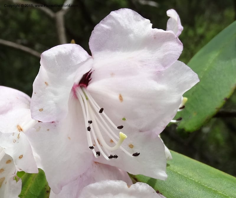 Rhododendron, Boufford, D 43643--China. Sichuan. XiaYingShan to XiangZhai. 10 May 2014. DSC05109 (160).JPG