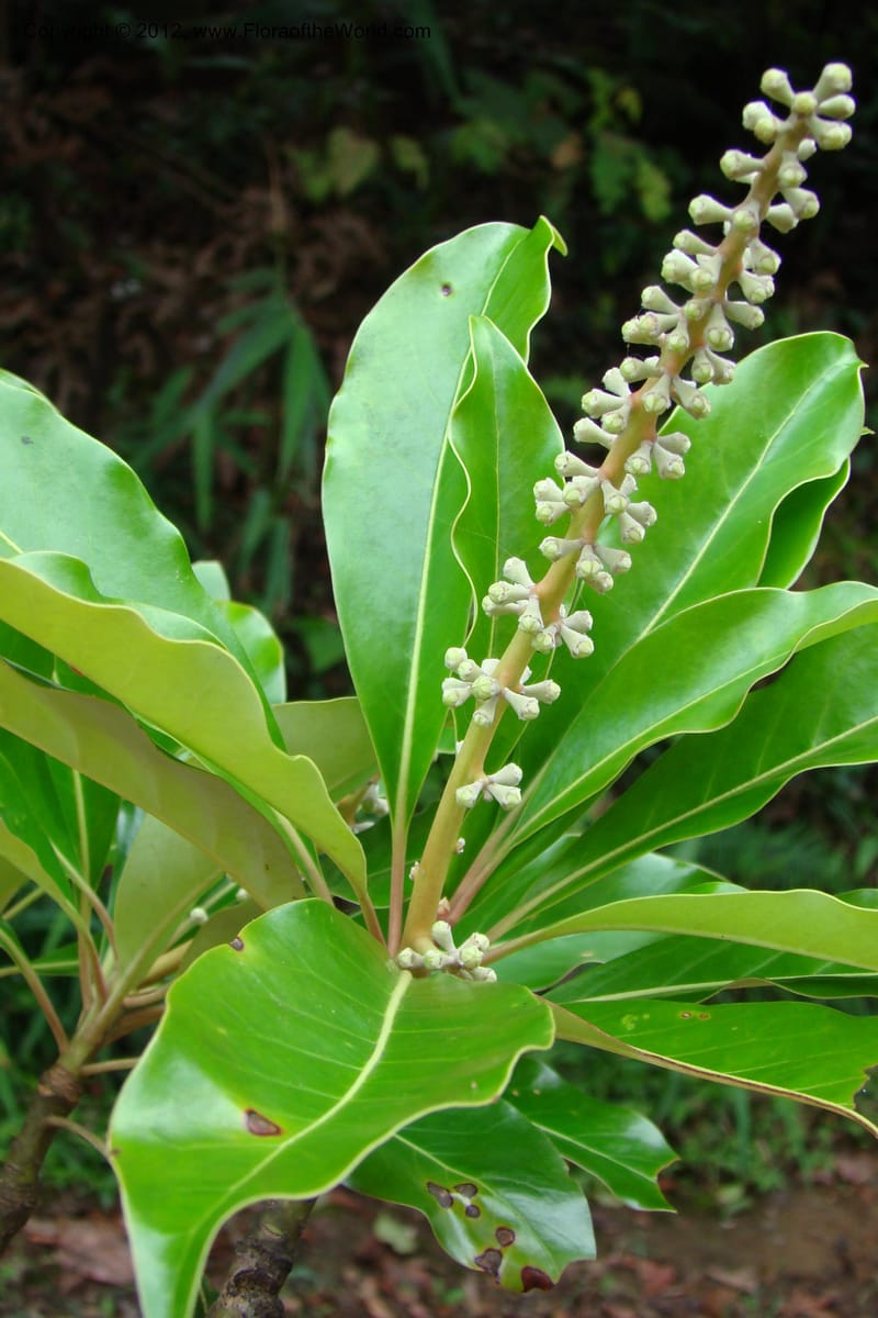 Diplopanax vietnamensis, Regalado 1726--Viet Nam. Thua Thien Hue Prov. Phu Loc Distr. Bach Ma. 13 Apr 09. 012.jpg