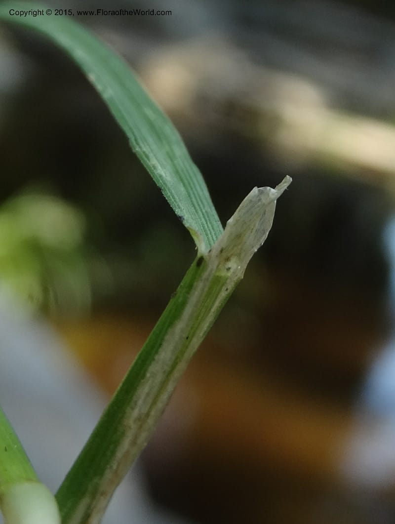 Alopecurus aequalis, Davidson, C 12610--Idaho. Valley Co. Payette Lake. Sylvan Cr. 20 Jul 2014. DSC00669 (124).JPG