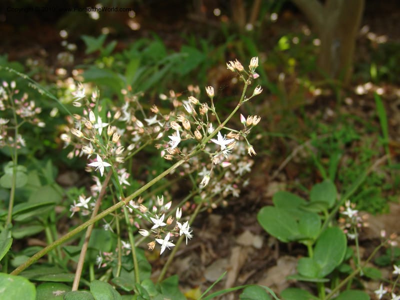 Crassula multicava--CA. Quail Botanical Garden. 9 April 05. 045.jpg