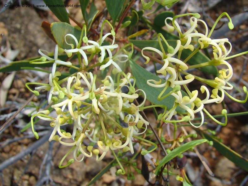 Stenocarpus, Munzinger, J 4738--New Caledonia,  Prov du Nord, Mine de Poum, 12 Nov 2007,  (5).jpg