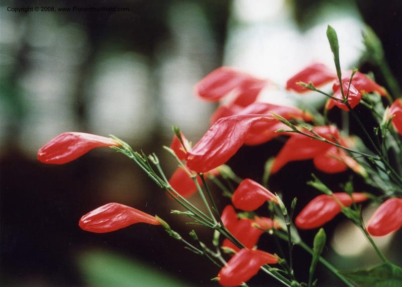 Ruellia graecizans--MO. Missouri Bot. Garden. 31 Jul 99. 001.jpg